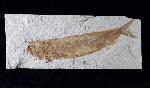 Tharsis dubius (BLAINVILLE 1818) - Bild © FossNet FossilienStore